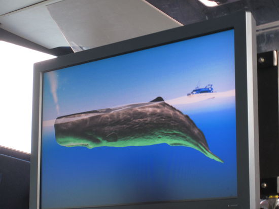 so sehen die Wale aus....wir sahen leider immer nur einen Teil des riesen grossen Tieres (da wir uns ja auf dem Boot befanden und nicht im Wasser tauchten!)