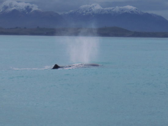 und da sehen wir einen Wal