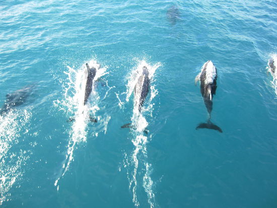 Delfine, Delfine, Delfine