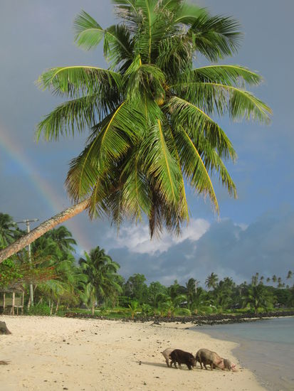 so etwas verrücktes gibt es doch nur auf Samoa: Schweine am Strand und der Regenbogen im Hintergrund 