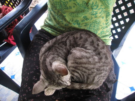 die kleine Katze von Sina PJ Beach Fales