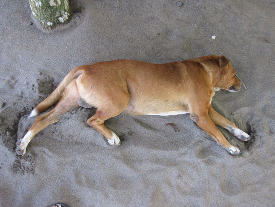 Darf ich vorstellen: Osama!!!