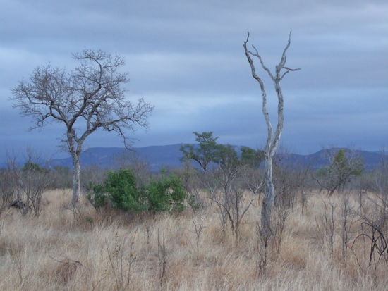 Abendstimmung im Krueger Park II