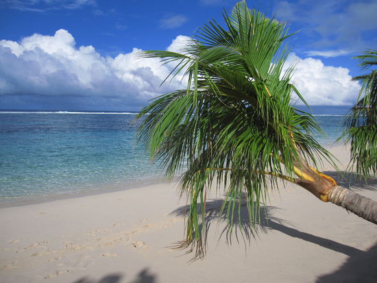 "meine" Palme, die direkt vor den Fales wuchs...herrlich!