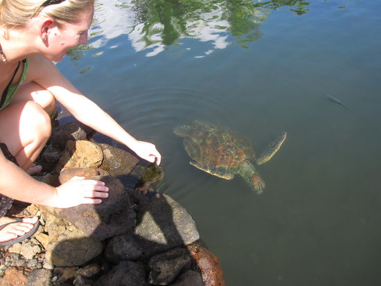 "Hallo Schildkröte!"
