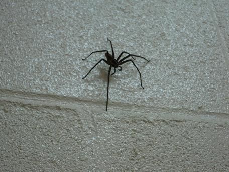 Mhhh, leckeres Vieh, oder? Das war bei uns im Badezimmer...ahhhhhahhah