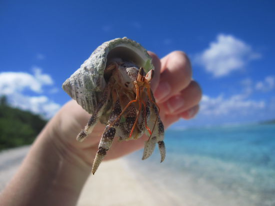 ist er nicht hübsch? Ich liebe diese kleinen Viecher...krabbel, krabbel 