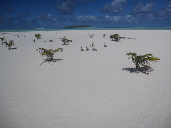 ein paar Palmen wachsen hier sogar auch