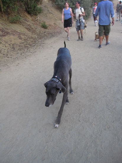 die Amerikaner sind im Runyon Canyon Park mit ihren Hunden unterwegs....hier haben wir eine ganz kleine Dogge 