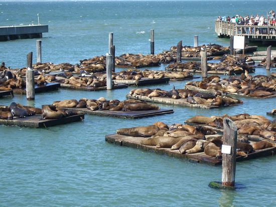 mit dem Boot vorbei an ein paar Robben, erinnerte mich stark an Neuseeland