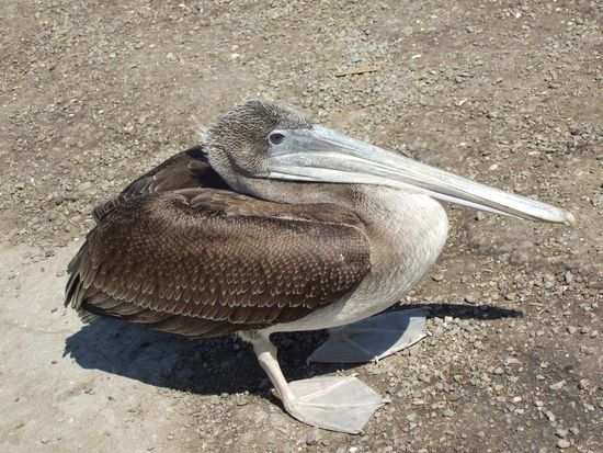 ist er nicht hübsch?