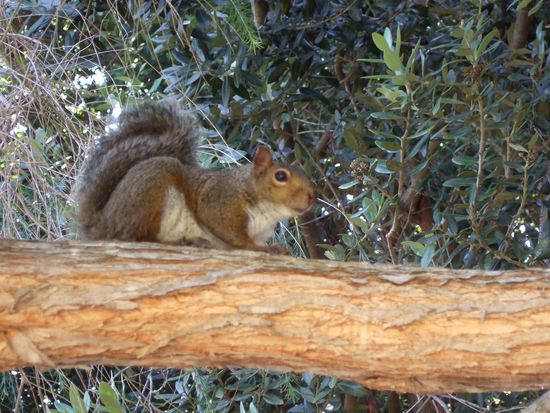 Eichhörnchen wohin man auch schaute