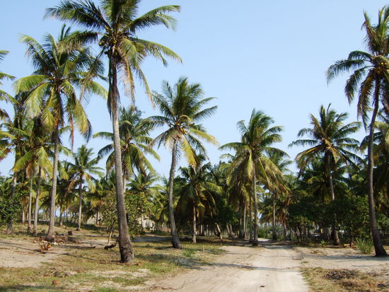 auf dem Weg nach Tofo Town I