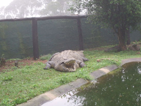 im Krokodilpark
