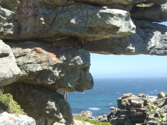 wer findet den "Rock Dassie"?