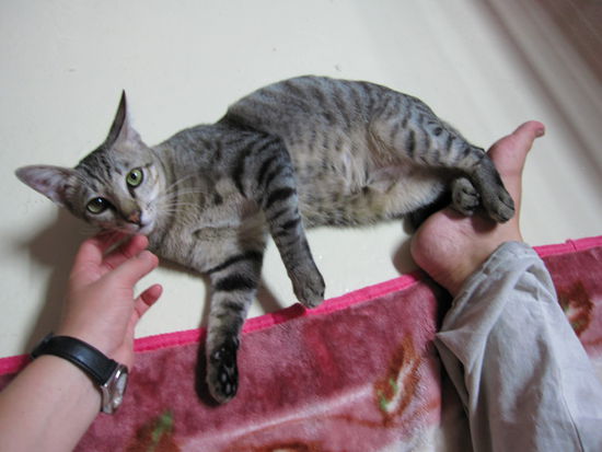 meine kleine Mietze-Katze...ist sie nicht suess??? ...und sie brauchte soviel Liebe!Sie hat staendig gemauzt, wenn irgendwer sie nicht beachtet hat.