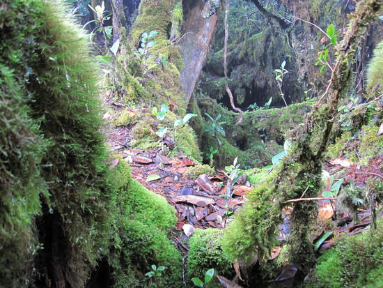 Mossy Forrest I