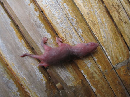 Baby Ratte...na, super!