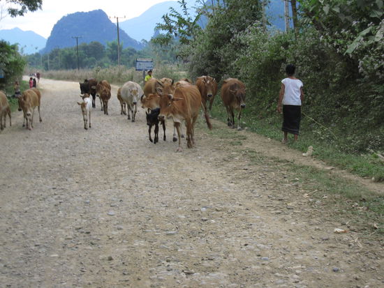 Kuehe sind hier auch noch frei
