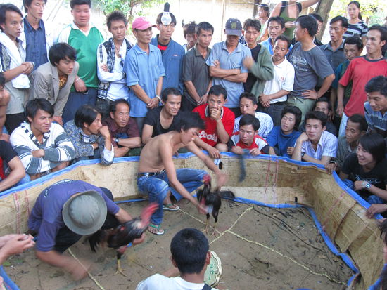 Cockfighting...brrr das war vielleicht brutal!