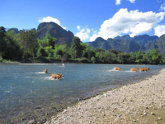 und in Laos ueberqueren sogar die Kuehe eigenstaendig den Fluss