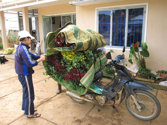 in der Rosenfarm...so werden hier die Rosen transportiert