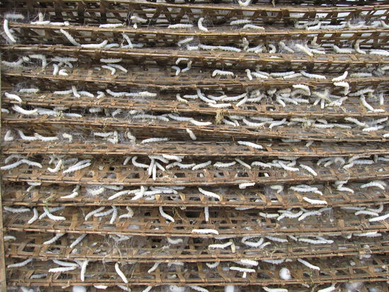 hier werden die Wuermer zunaechst gesammelt