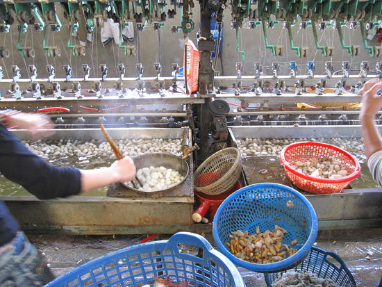 die Kokons in den heissen Wasserbassins