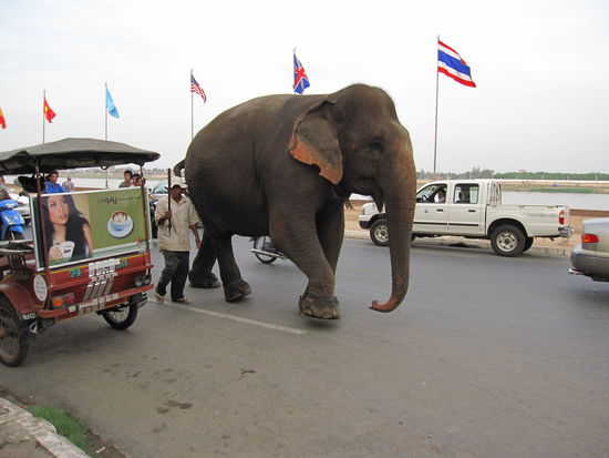 Elefanten kehren von ihrem Arbeitsplatz zurueckgehen und gehen dabei mitten durch die Stadt