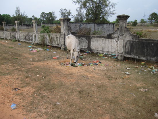 so schoen einige Strandabschnitte auch waren, bei der Rueckfahrt begegneten einen dann wieder typische Bilder Kambodschas: Kuehe am Strassenrand, die im Muell wuehlen