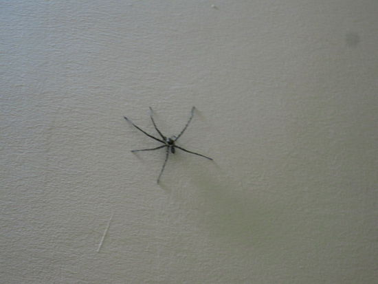 ...ein ziemlich grosses Vieh...das musste dann leider auch sterben.