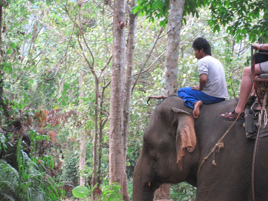 und so werden die Elefanten in Thailand geritten: mit einem erschreckenden Haken...grausam...die sollten sich einmal eine Scheibe von den Laoten abschneiden