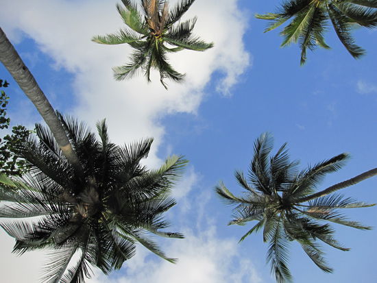 der Himmel ist blau, die Palmen scheinen 