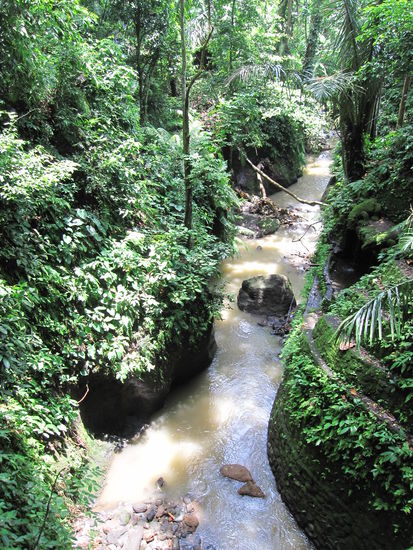 in the jungle: monkey forest