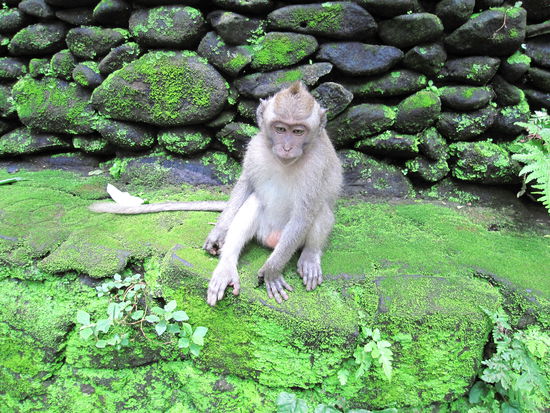 ein monkey im monkey forest 