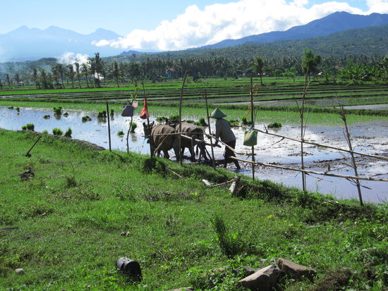 Eindruecke von Lombok II - erinnerte mich irgendwie an Vietnam