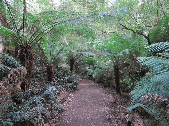 in the jungle or in the rainforest 