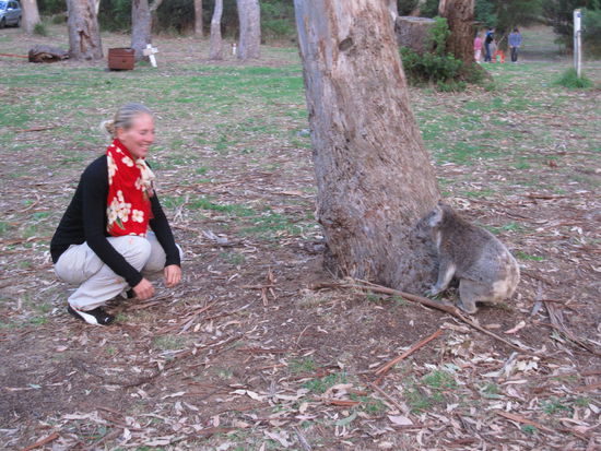 auf Koala "Jagd"