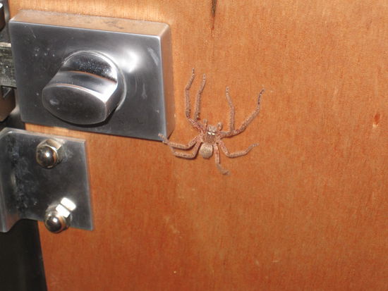 diese nette Spinne hatte ich in meiner Dusche