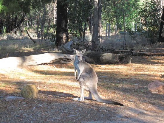 auf dem Weg zu den Mackenzie Falls... mein erstes Kaenguruh, das ich von nahem sehe!