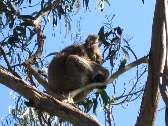und wir haben sogar einen Koalabaer gefunden...suess,ne?