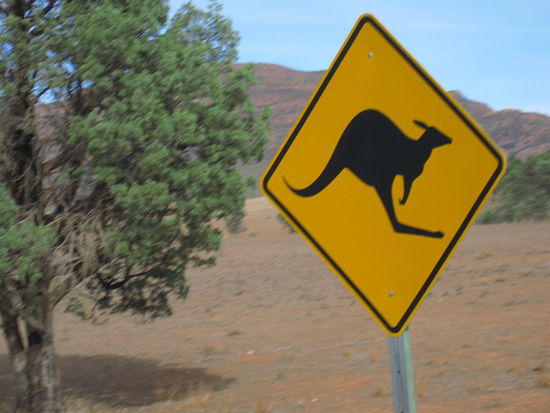 Vorsicht Kaenguruhs