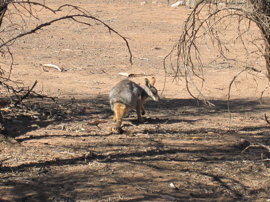 mein erstes Wallaby