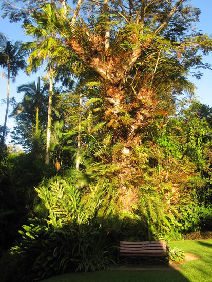 schoene Lichtverhaeltnisse im Botanischen Garten in Cairns