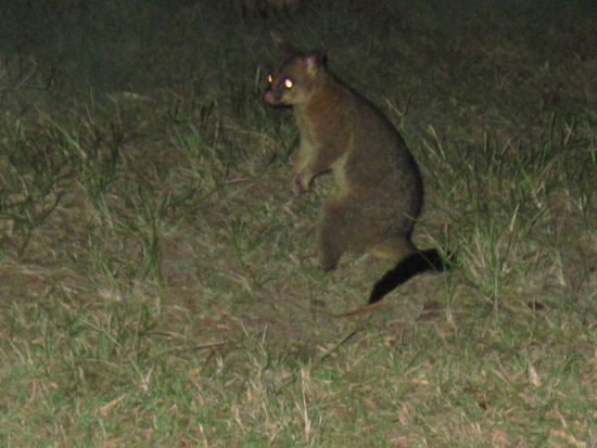ein Opossum