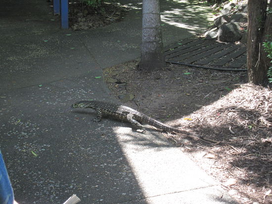 so ein komisches Tierchen