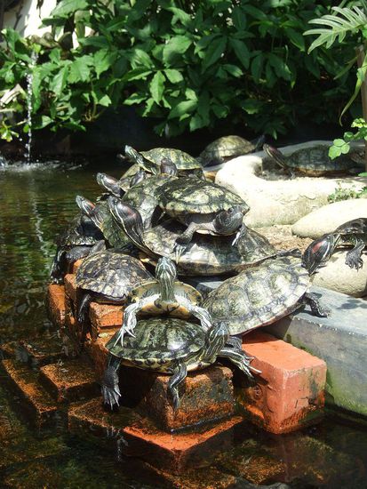 Sind sie nicht lustig? Was sich nicht alles so in Singapur wohlfühlt.