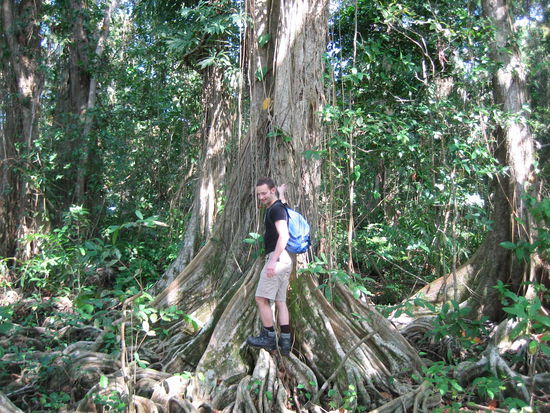 Andere Laender, andere Baueme