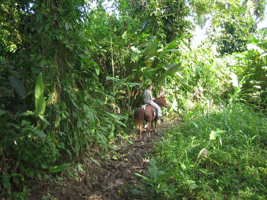 Mit dem Pferdchen durchs Gestruepp