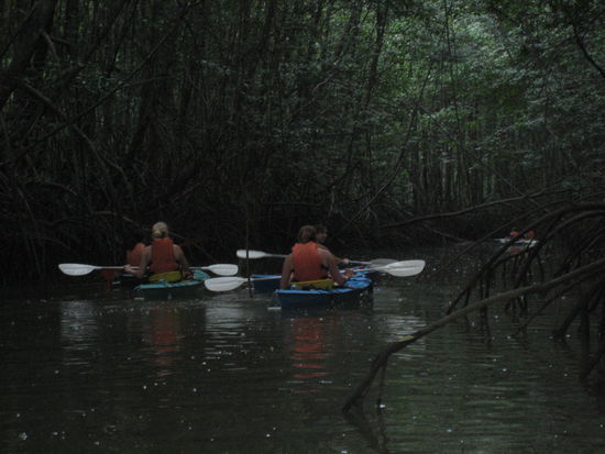 Kajak-Tour durch den Mangrovensumpf